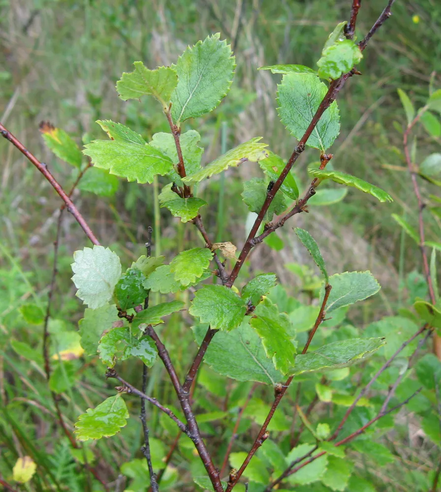 Bog Birch