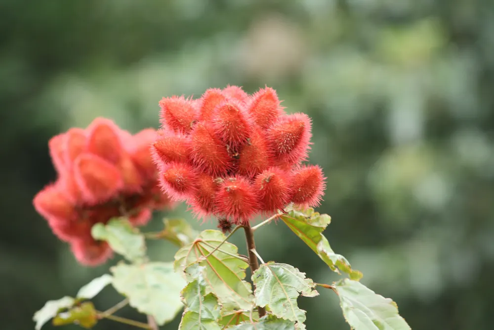 Annatto