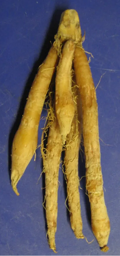 Fingerroot