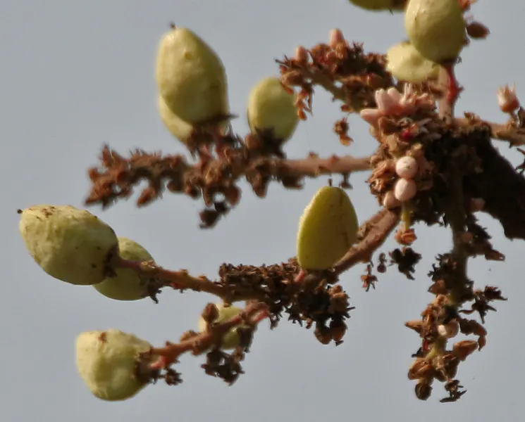 Indian Frankincense