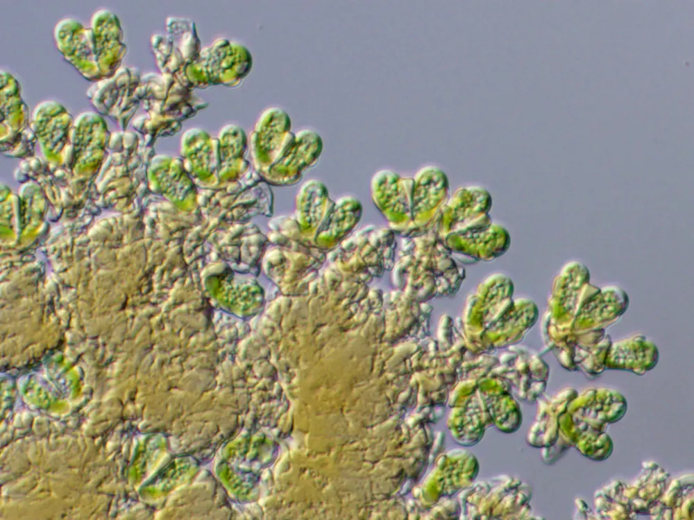 Botryococcus (Boghead Algae)