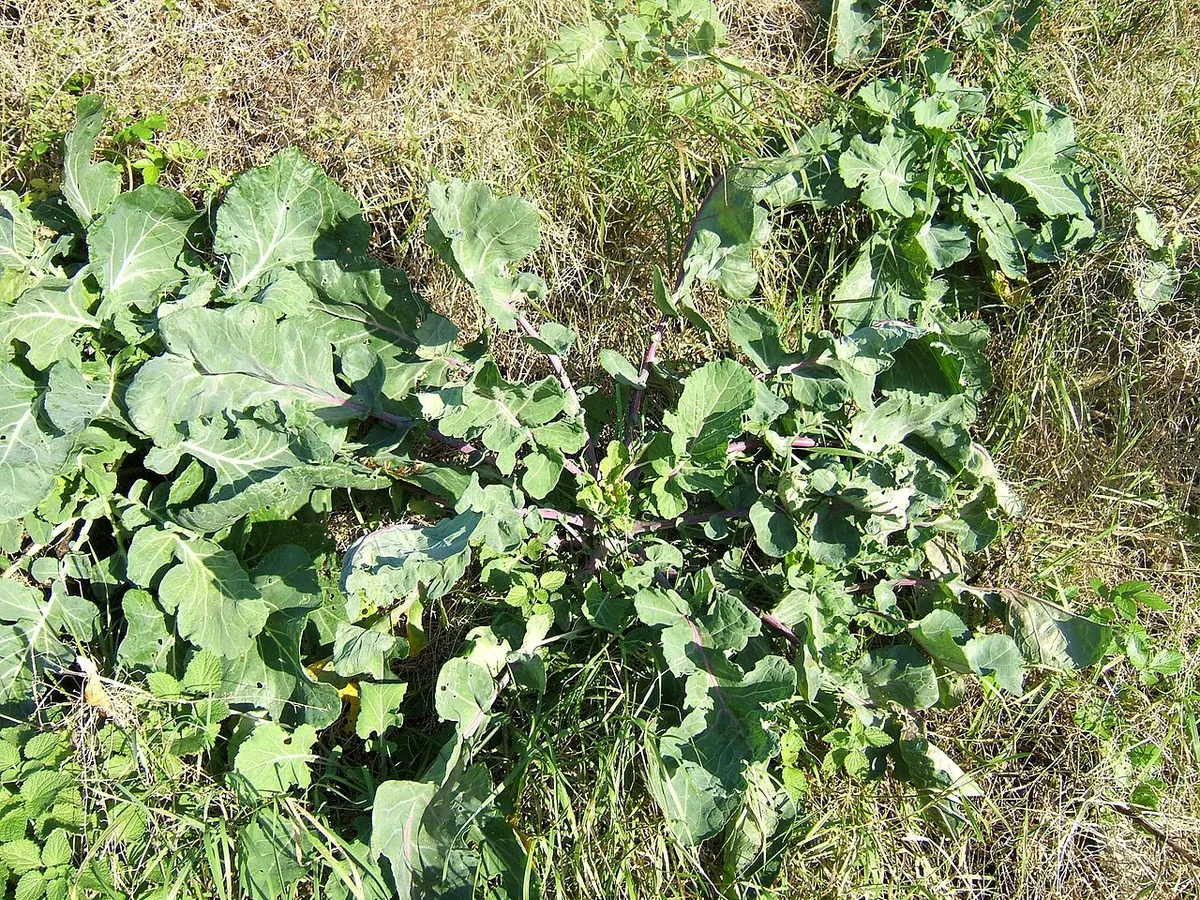 Cabbage