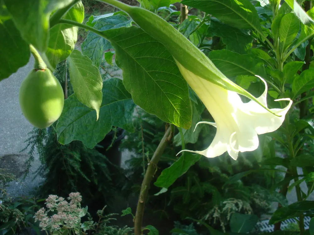 Angel's Trumpet