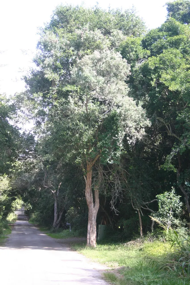 False Olive