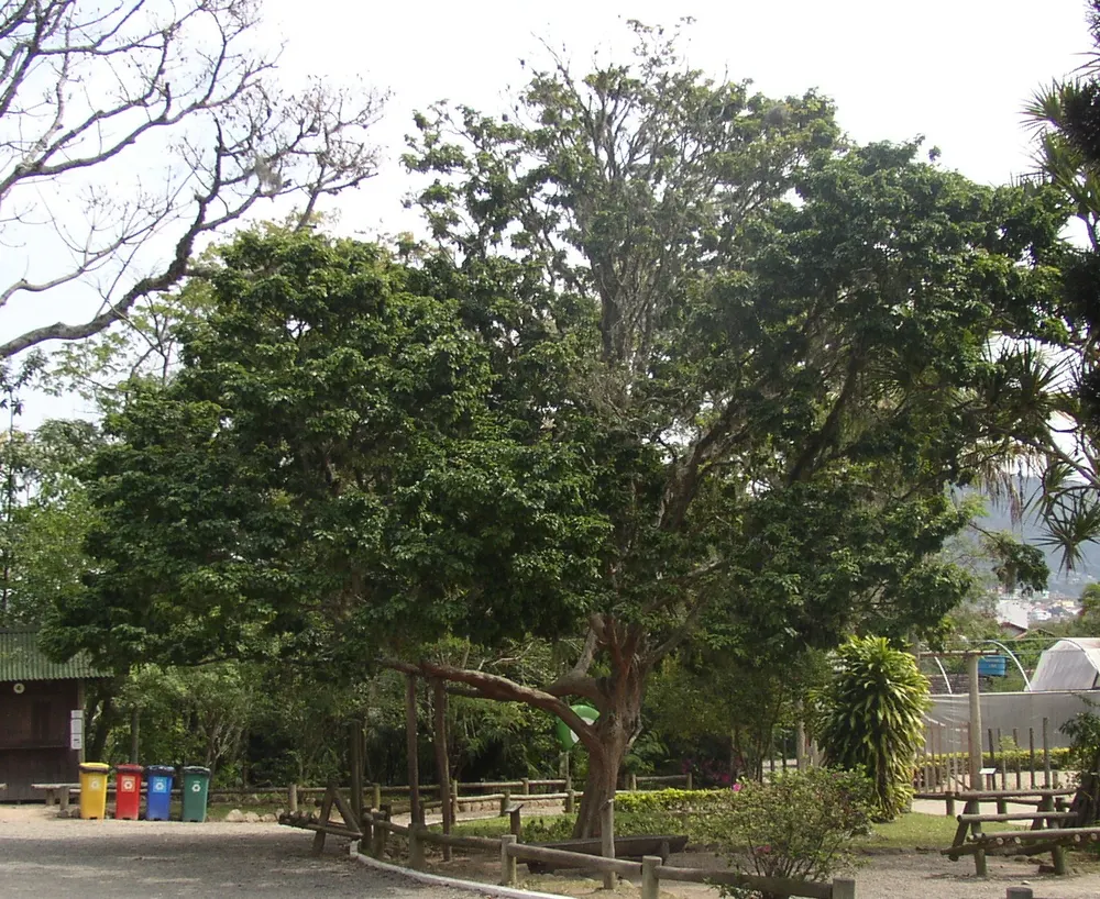 Brazilwood