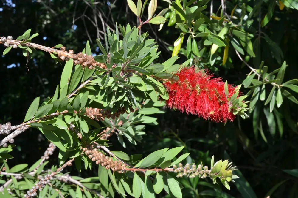 Crimson Bottlebrush