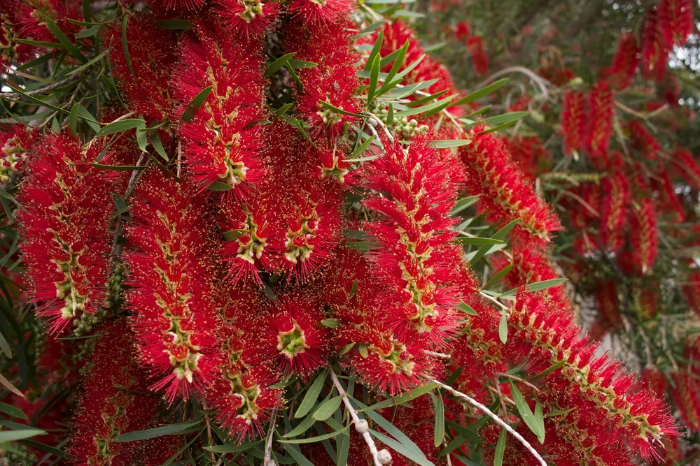 Plant photo