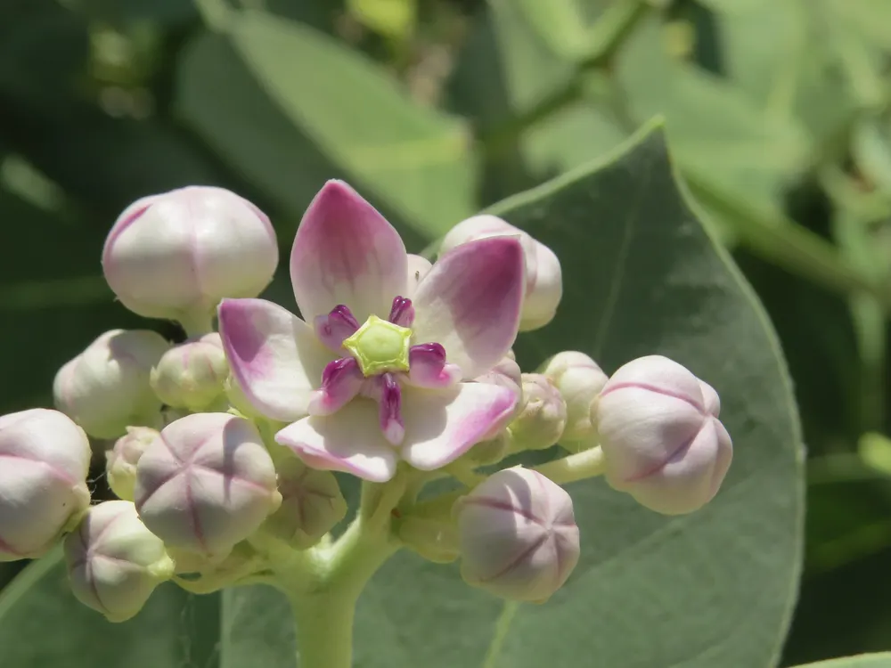 Plant photo