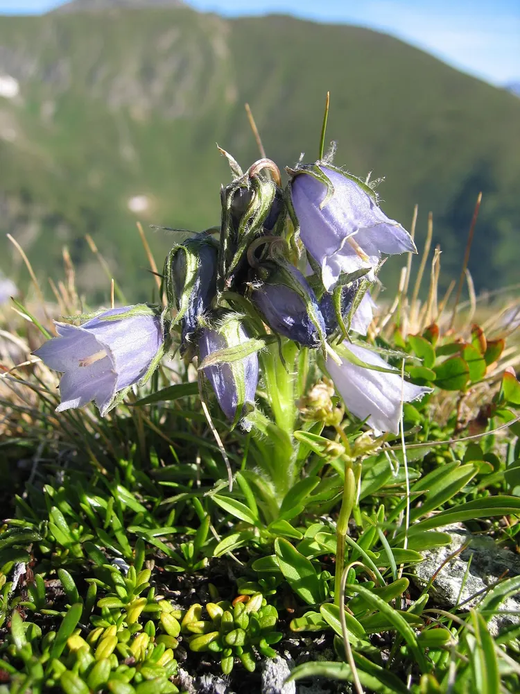 Alpine Bellflower