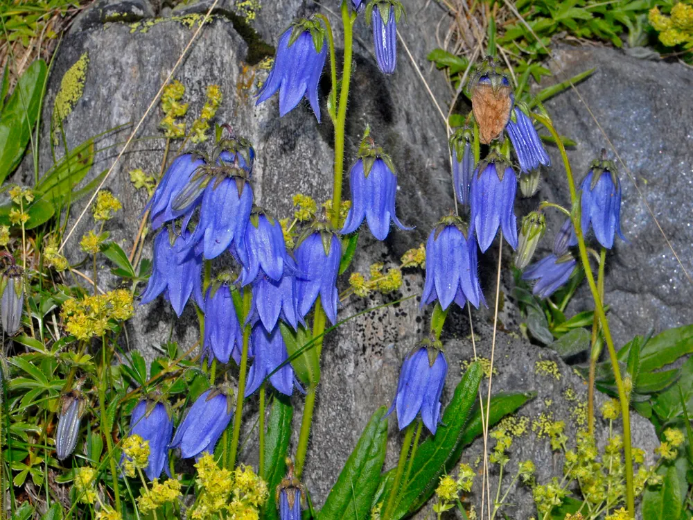 Bearded Bellflower