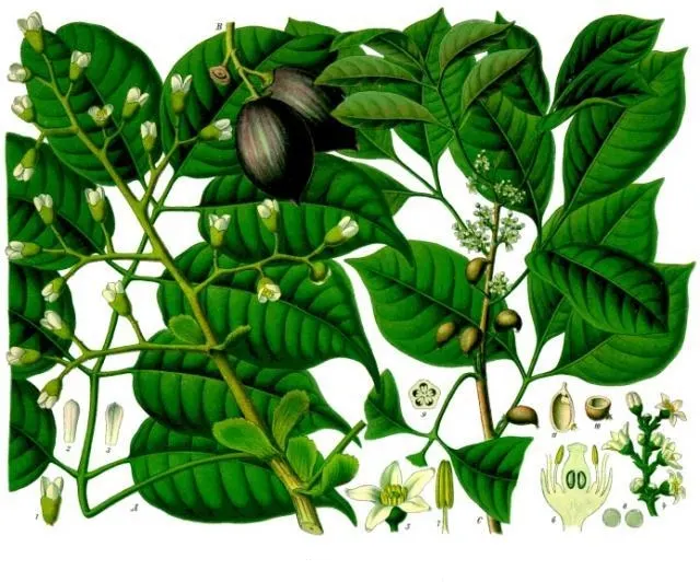 Elemi (Manila Elemi)