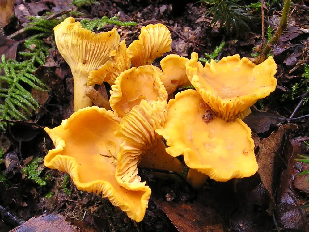 Plant photo