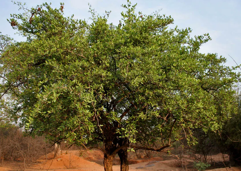 Conkerberry