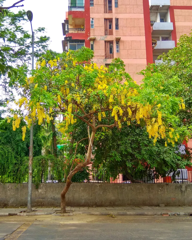 Golden Shower Tree