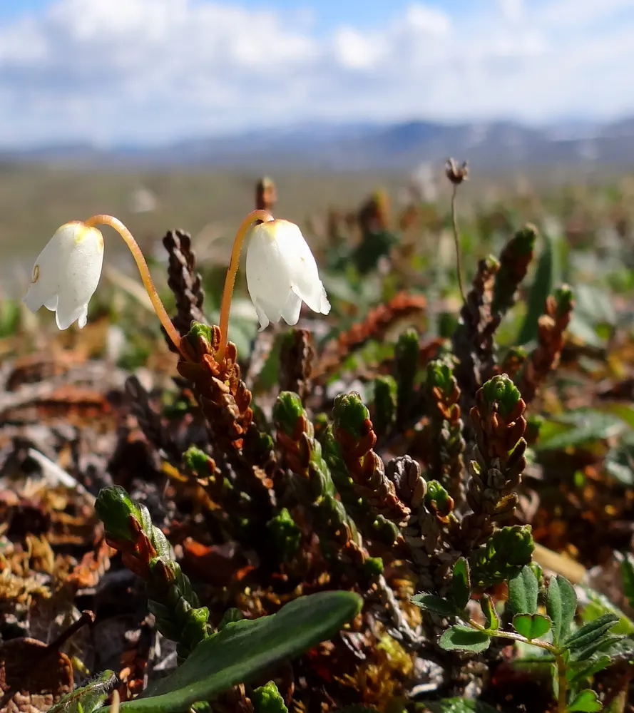 Arctic Bell-Heather