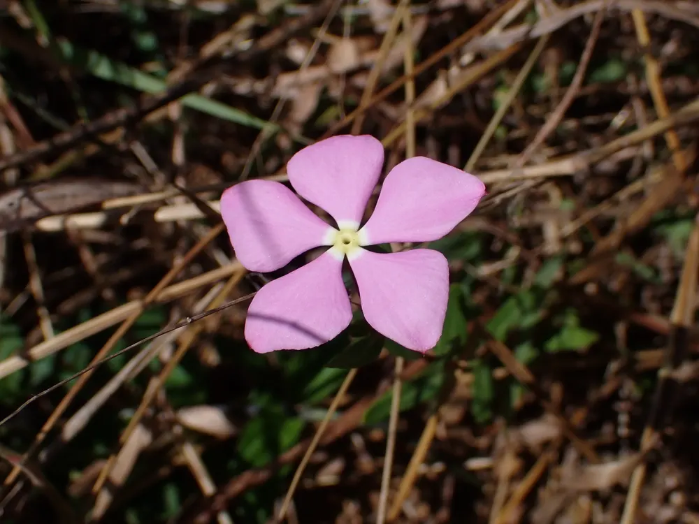 Plant photo