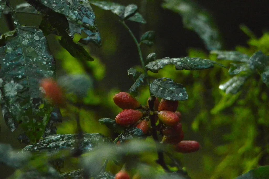 Catuaba