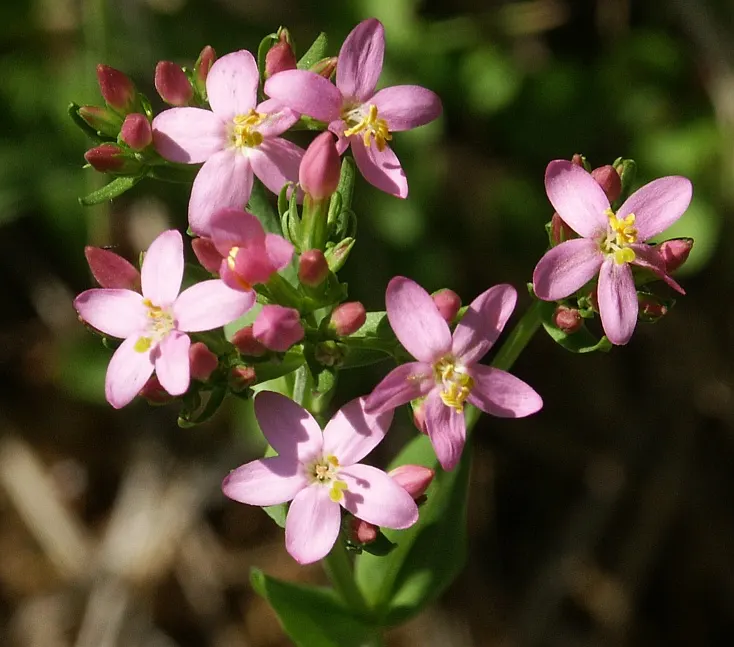 Centaury