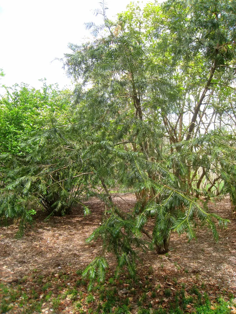 Plant photo