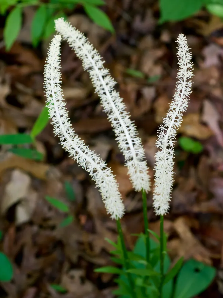 False Unicorn Root