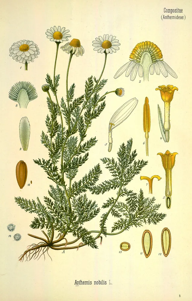 Roman Chamomile