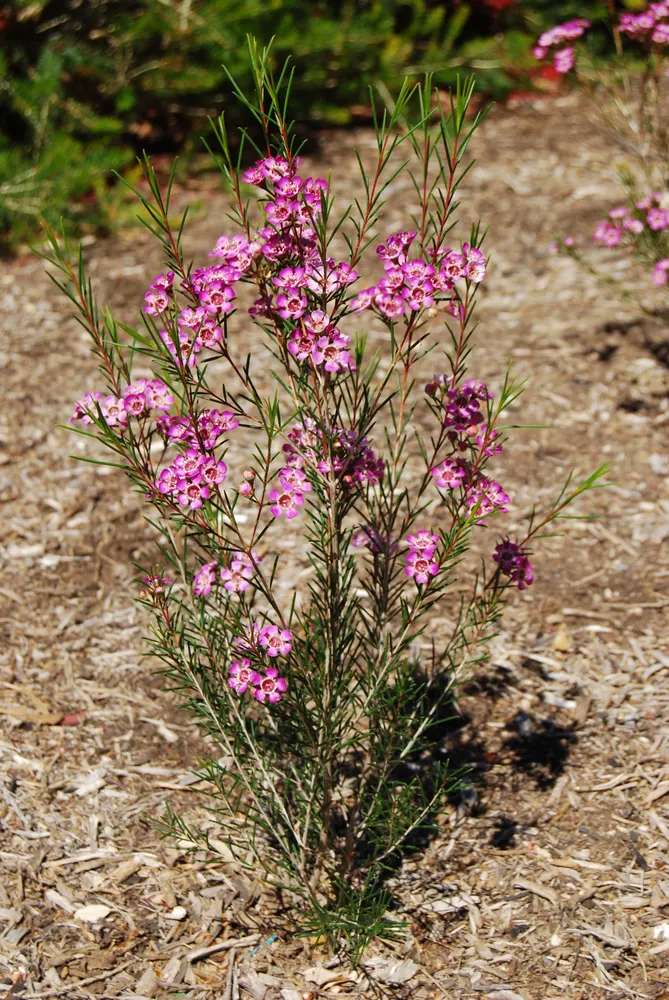 Plant photo
