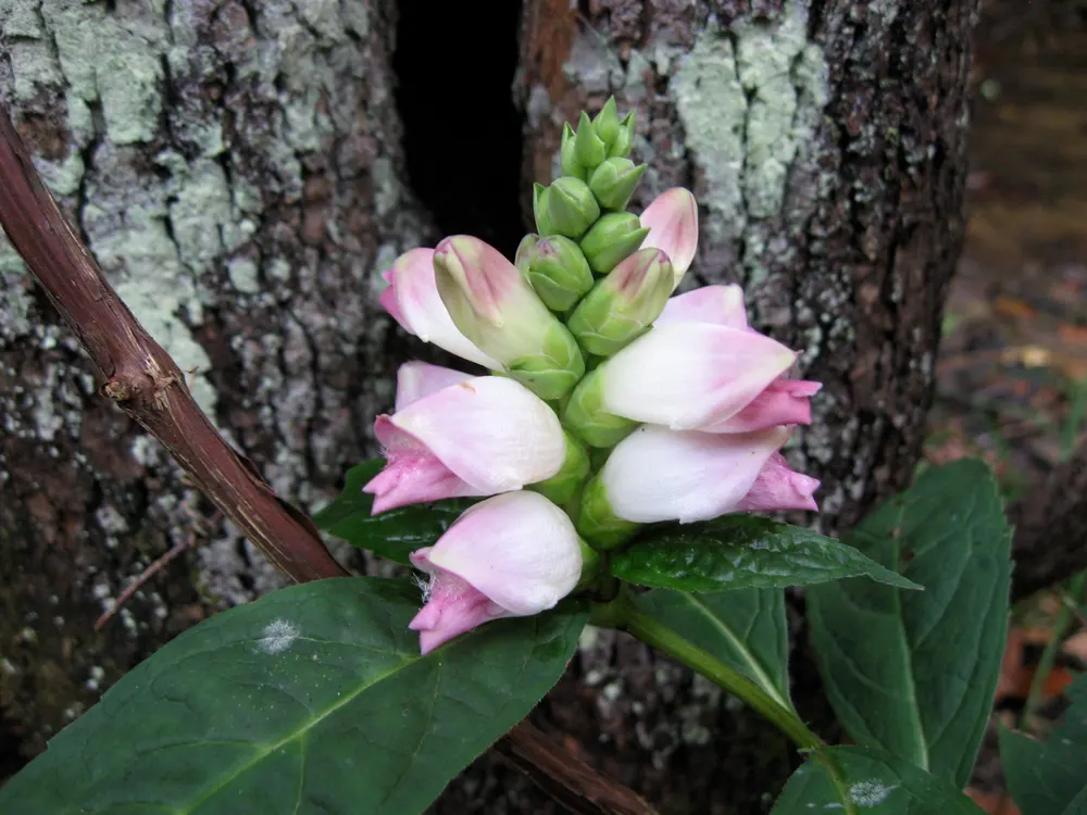 Turtlehead