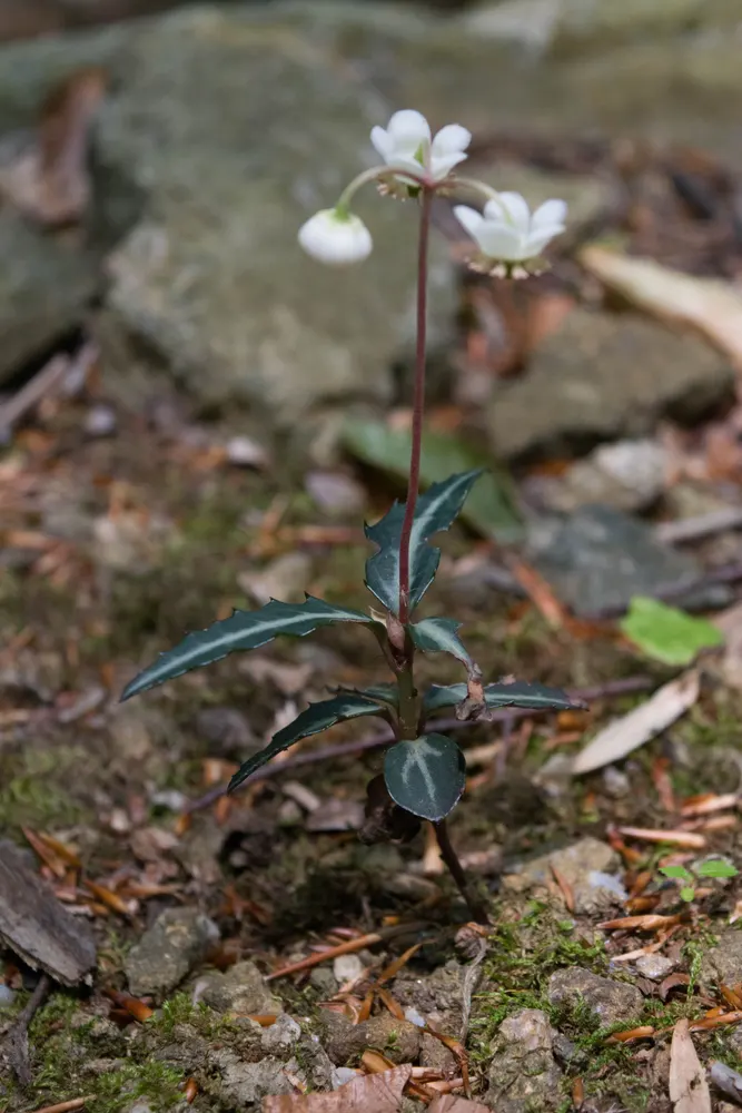 Striped Wintergreen