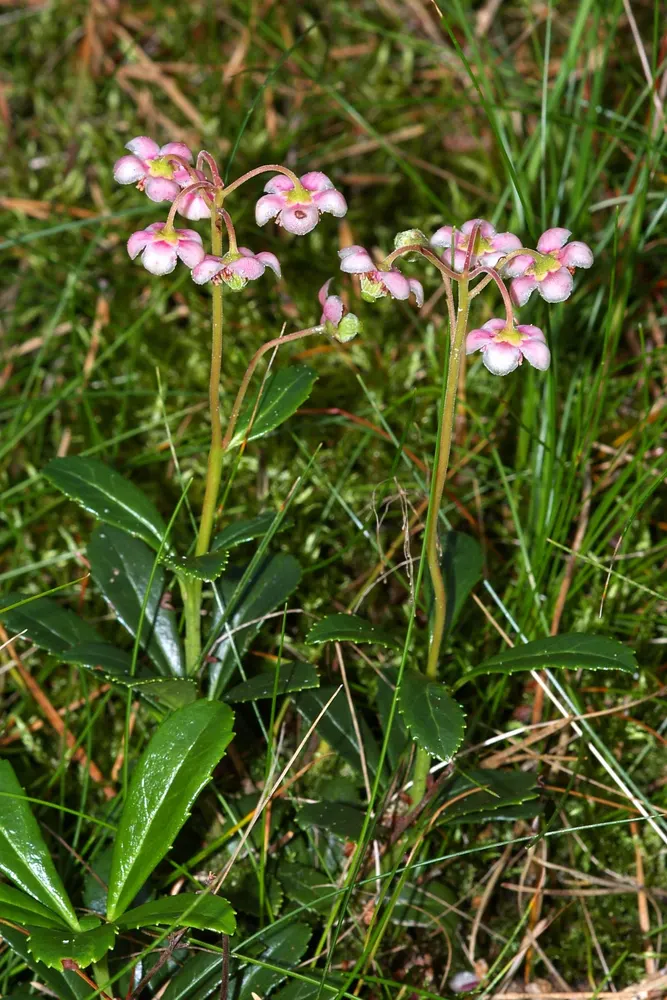 Pipsissewa
