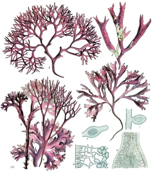 Irish Moss