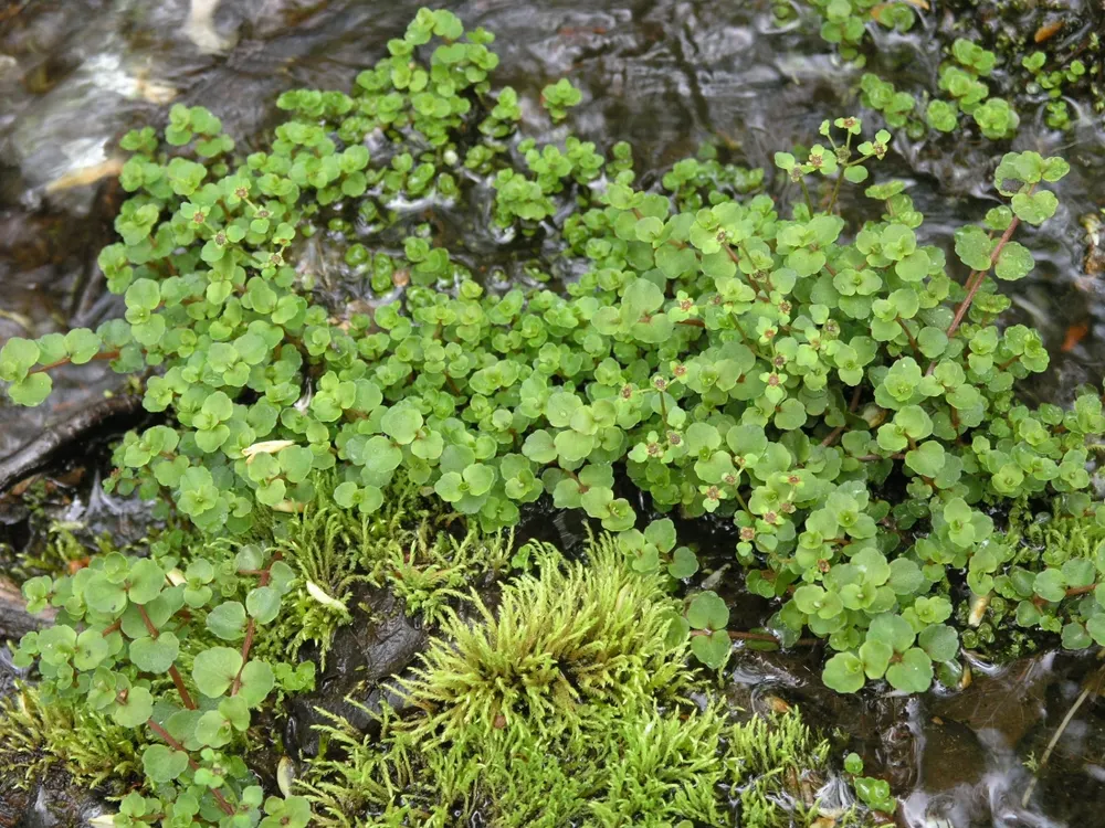 American Golden Saxifrage