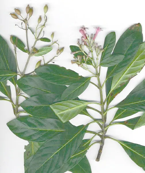 Peruvian Bark (Cinchona)