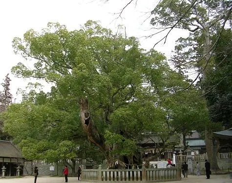 Camphor Tree