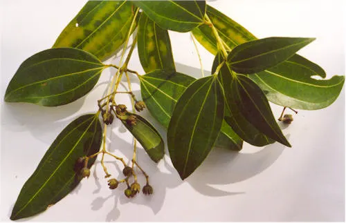 Ceylon Cinnamon