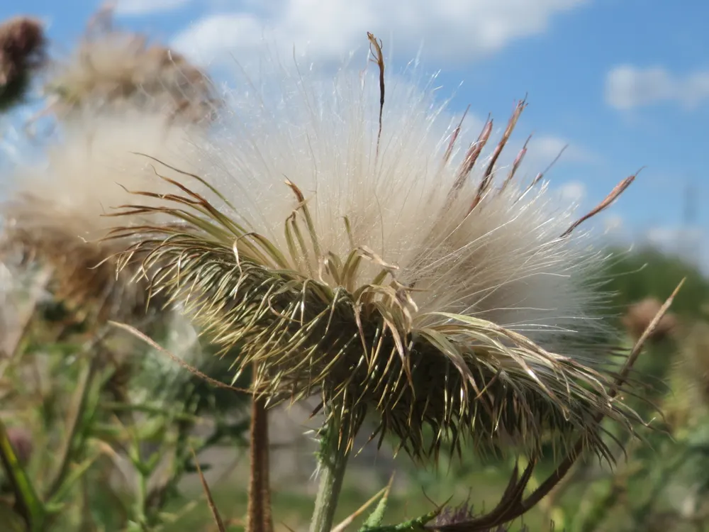 Bull Thistle