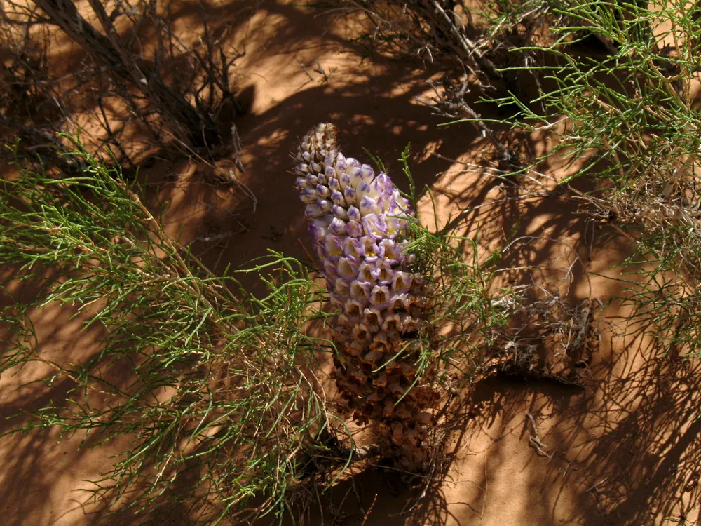 Desert Broomrape