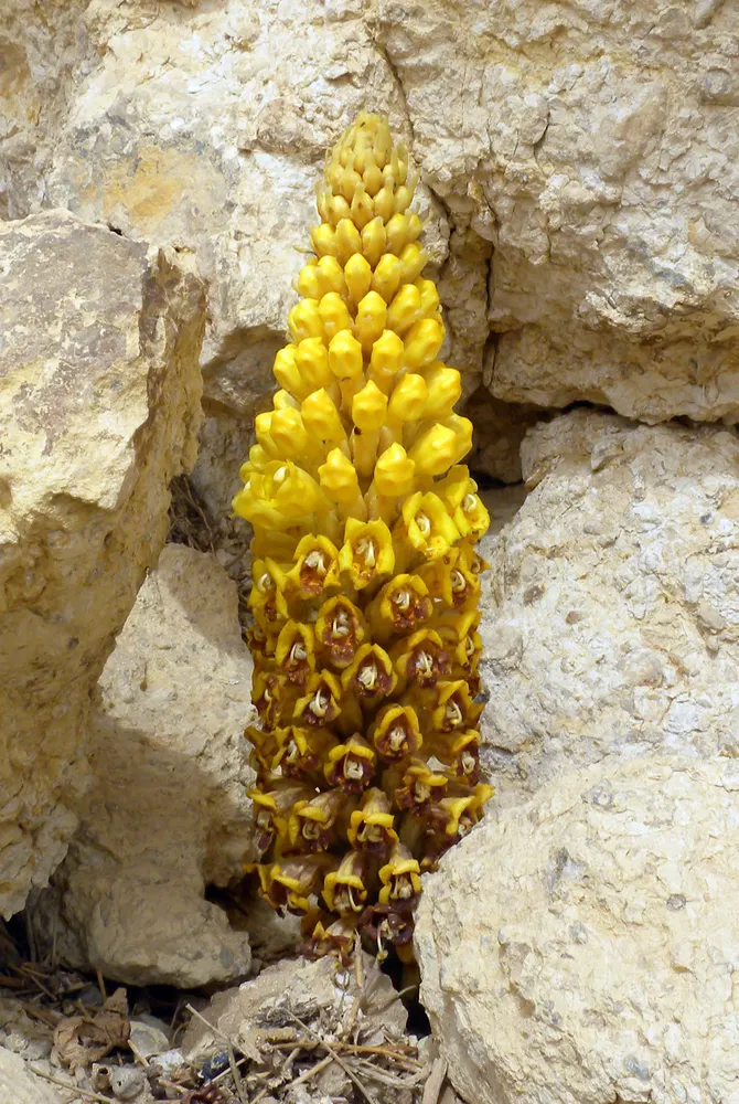 Desert Hyacinth