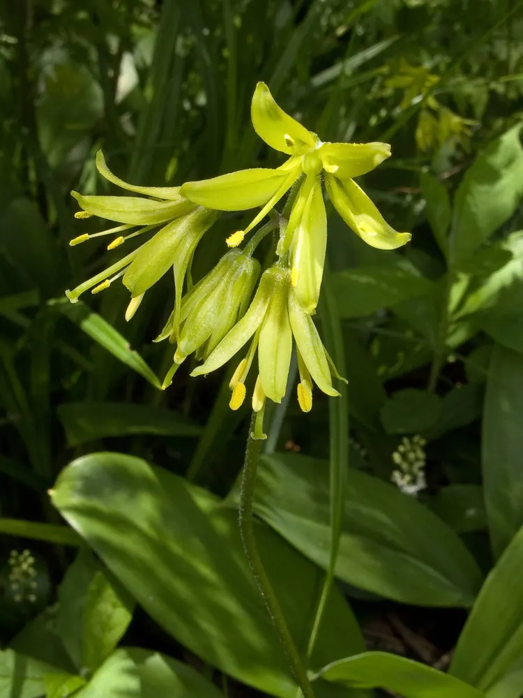 Bluebead Lily