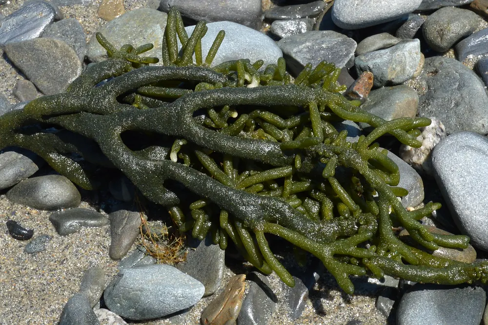 Dead Man's Fingers (also sold as Cheonggak)