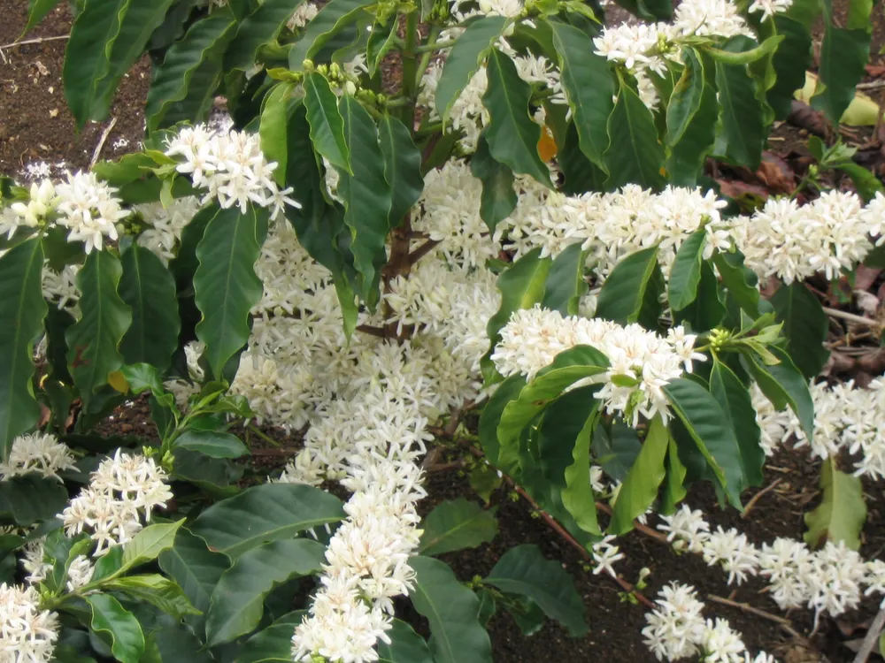 Coffee (Arabica Coffee)