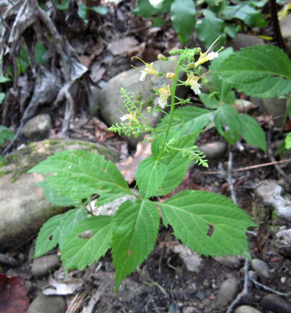 Stone Root
