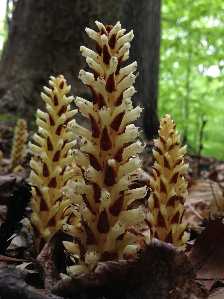 Squawroot (American Cancer-Root)
