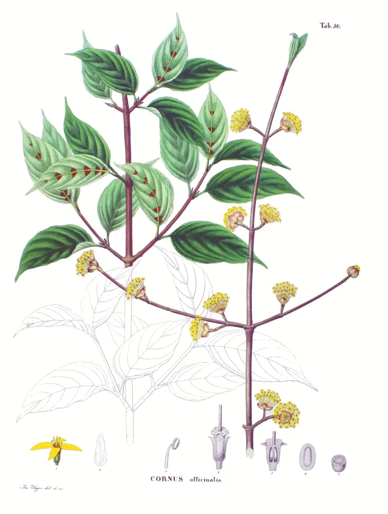 Cornelian Cherry