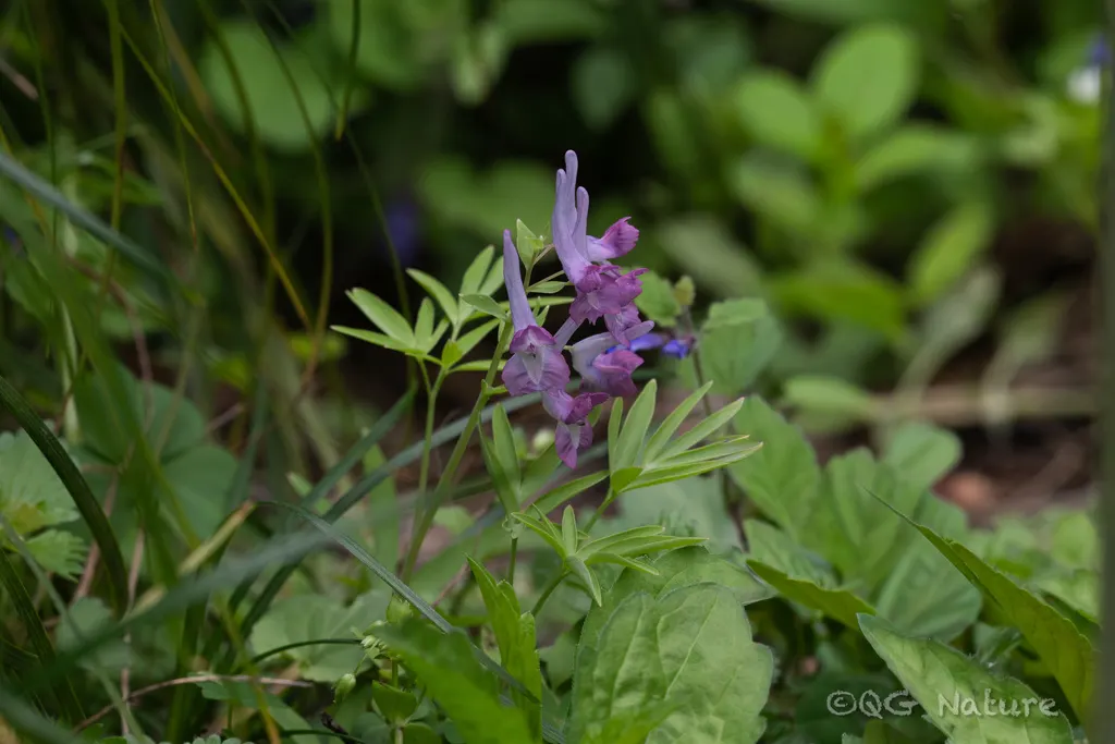 Corydalis
