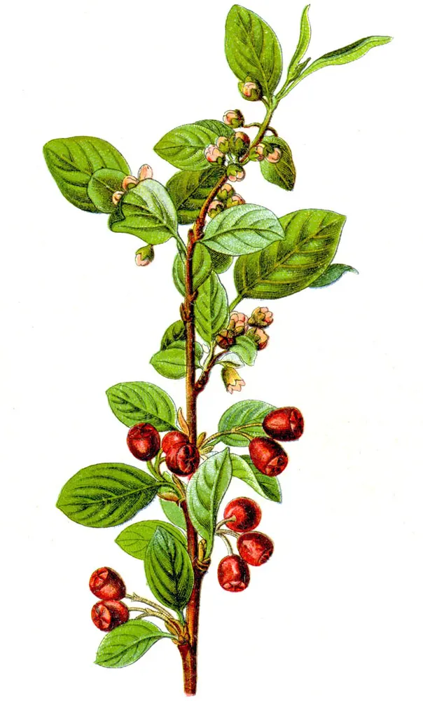 Plant photo