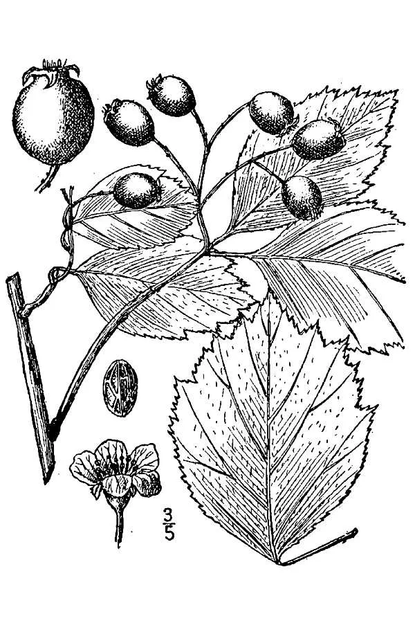 Black Hawthorn