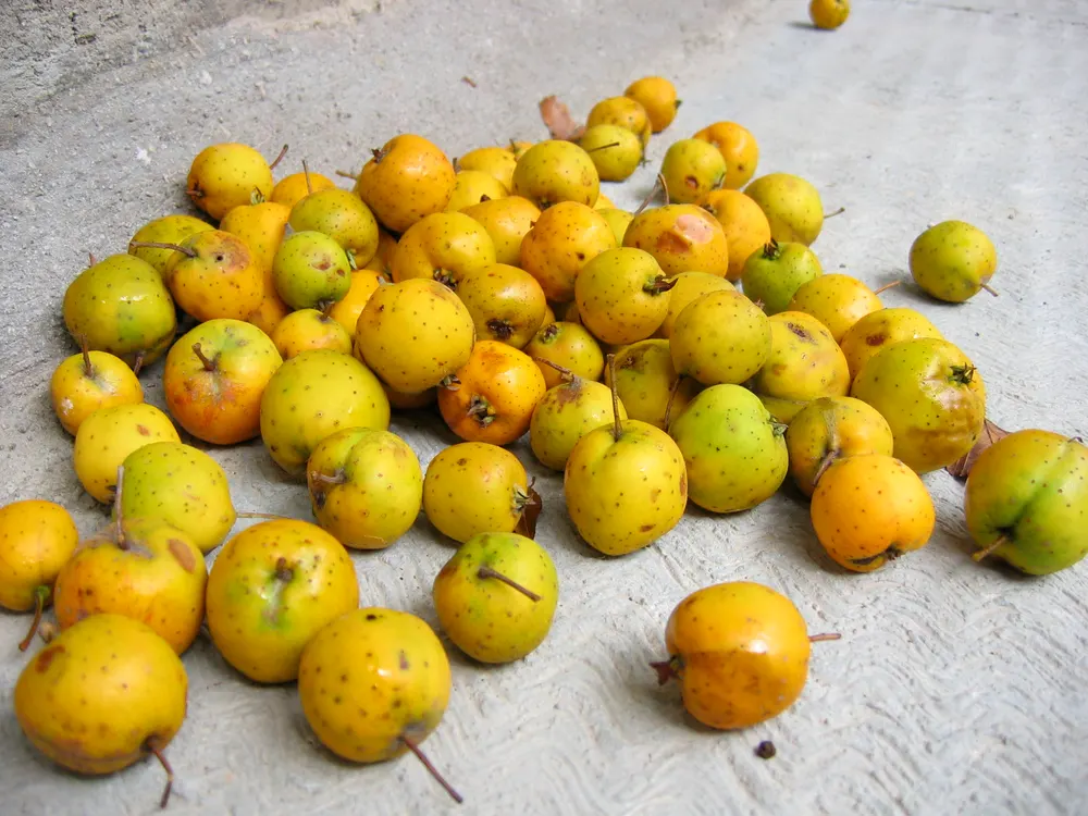 Tejocote (Mexican Hawthorn)