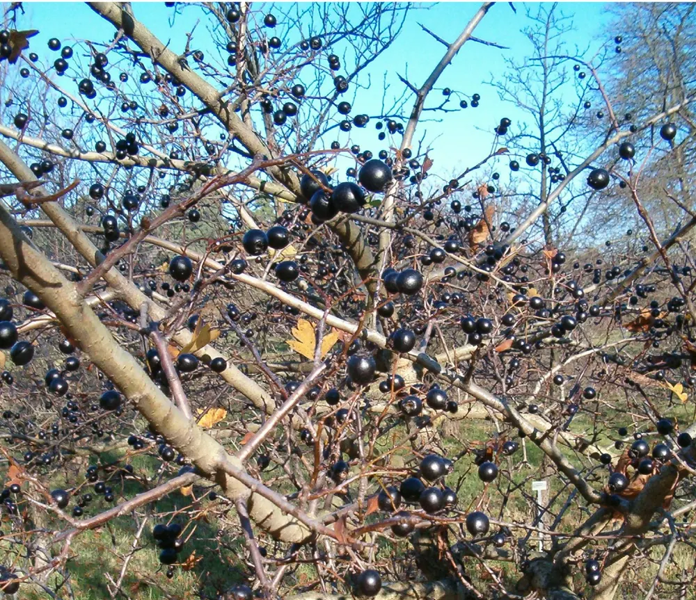 Five-seeded Hawthorn