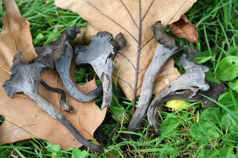 Black Trumpet