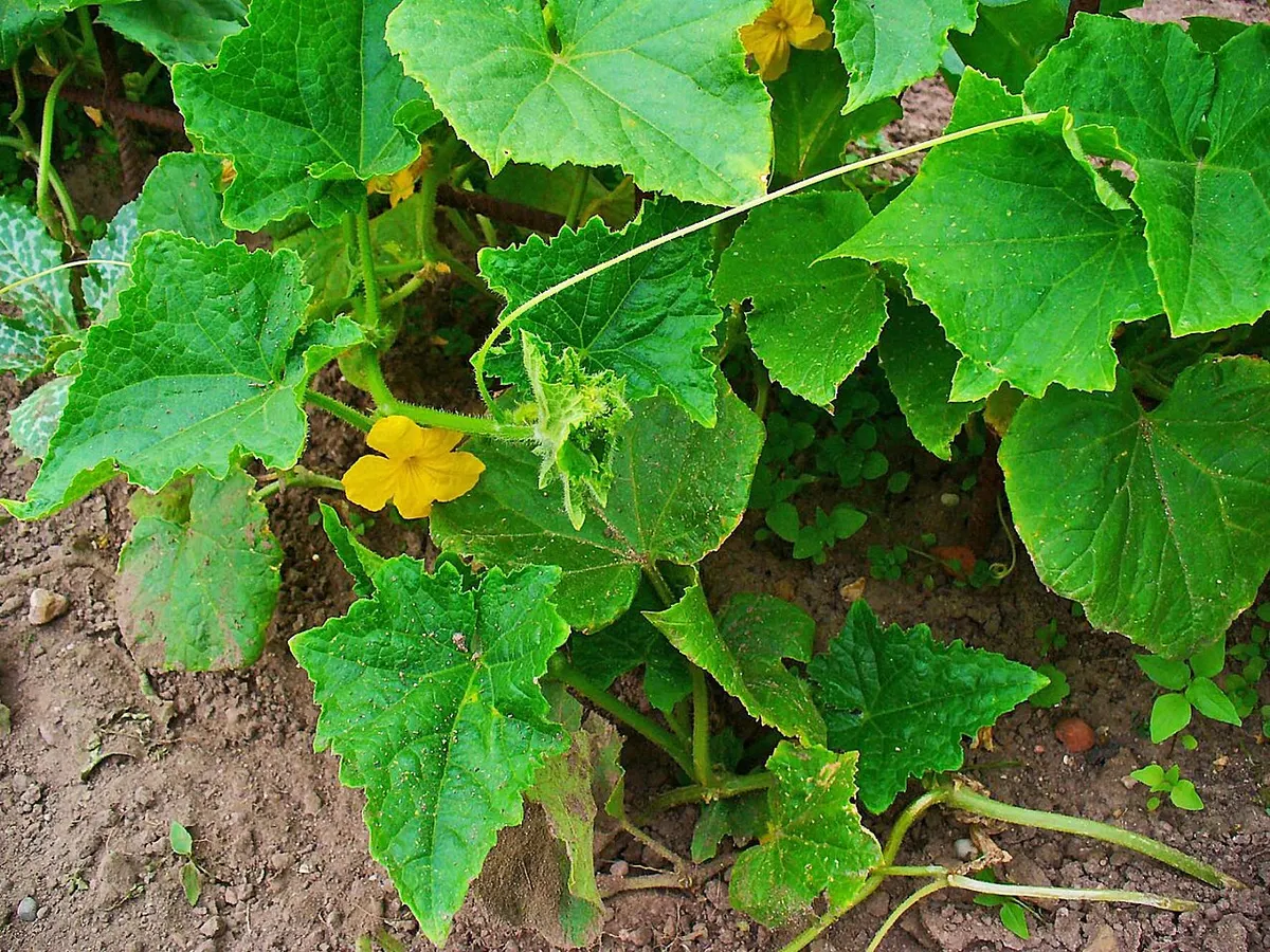 Cucumber